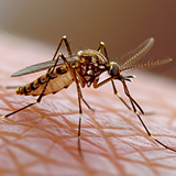 Komarac na ljudskoj koži