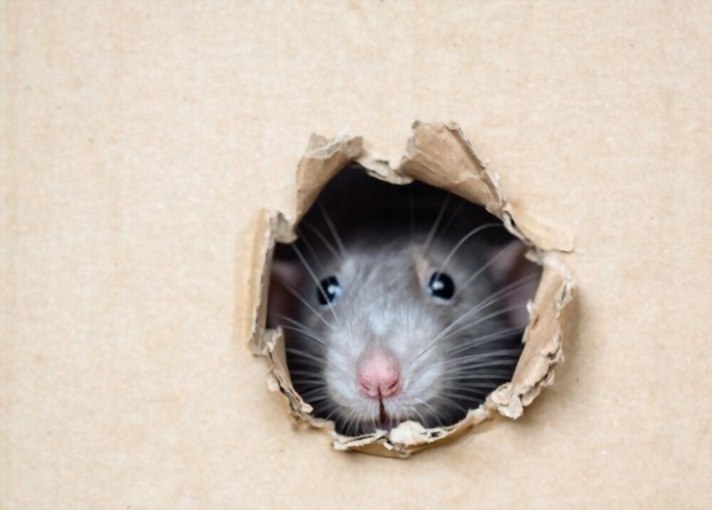 Miš gleda iz rupe u kartonu – skrivena infestacija